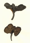 Sarcodon Fuscoindicus