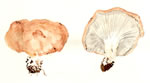 Clitocybe Gilva