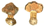Cortinarius Orichalceus