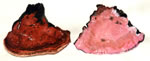 Fomes Subroseus