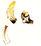 Neolecta Irregularis
