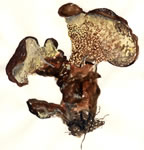 Phaeolus Schweinitzii1