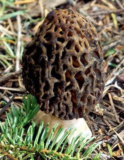 Morel